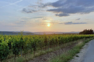 Blick in die Weinberge