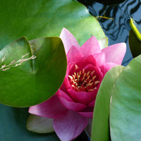 Seerose, Foto von Bettina Gosslich